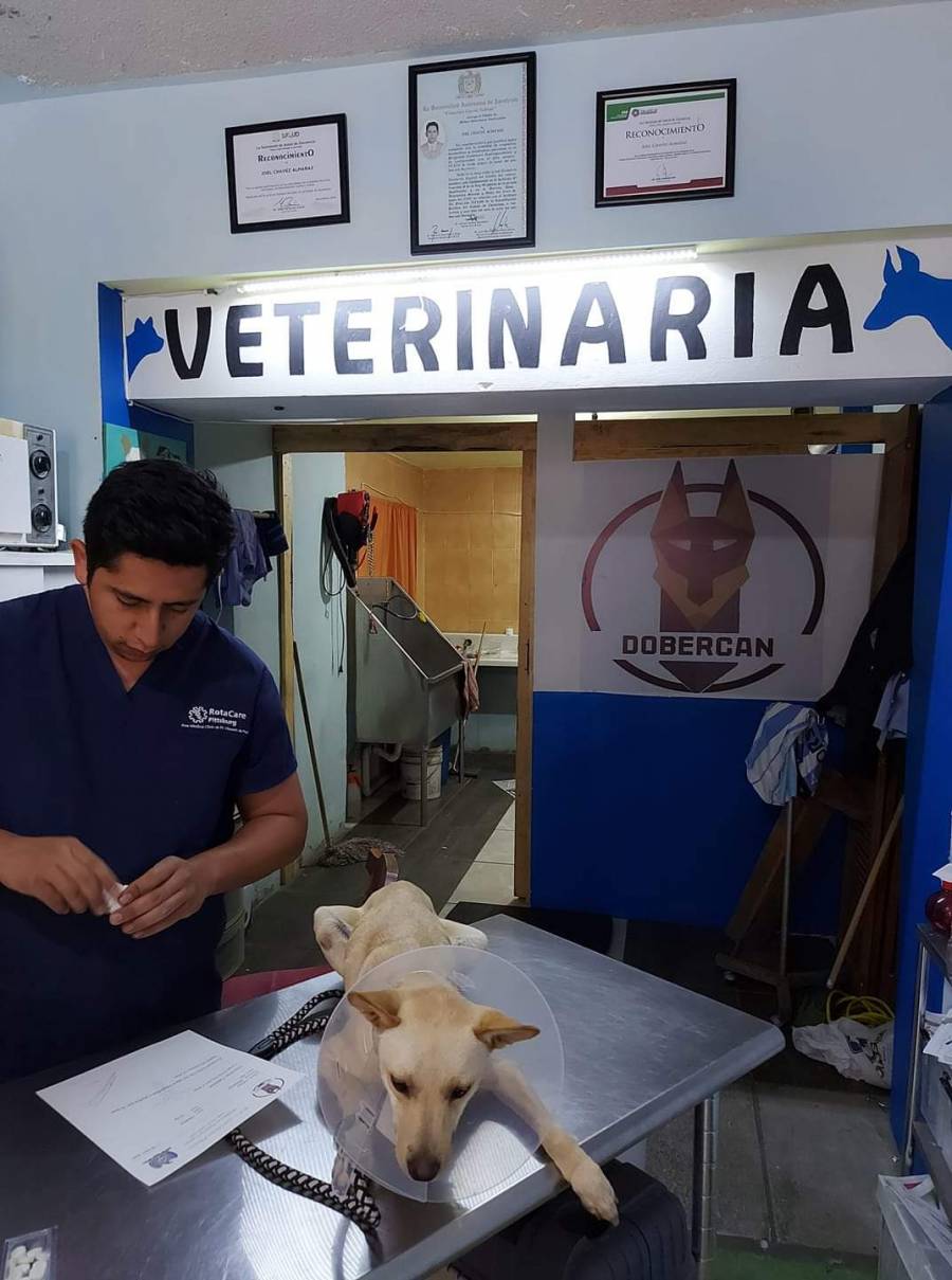 Sobrevive uno entre 20 perros a causa del moquillo