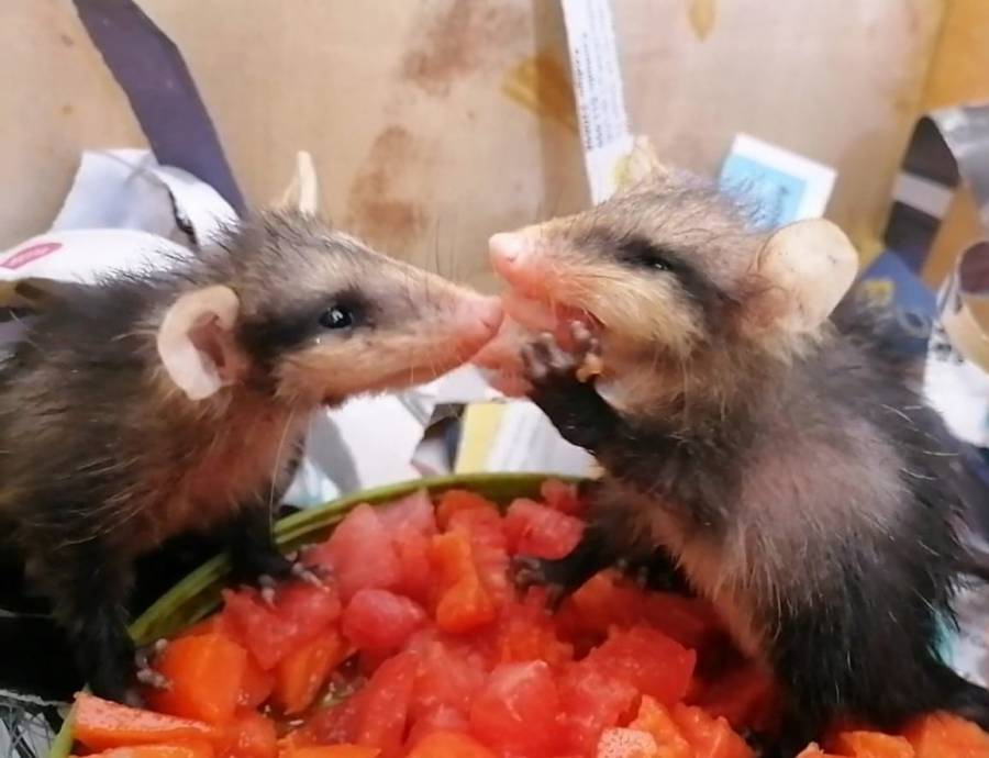 Rescata Policía Ambiental especies silvestres