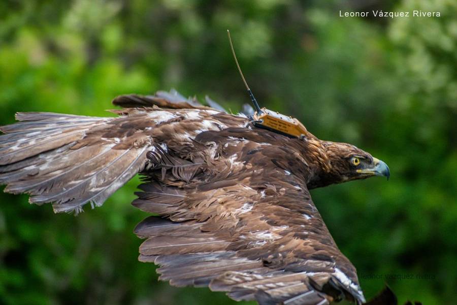 Una vez recuperada, liberan en su hábitat águila real -  ContraRéplicaZacatecas - Noticias