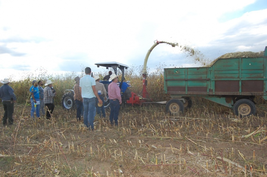 Cultivos y comercio de maíz traen buenas perspectivas