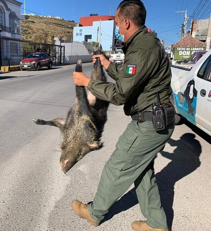 Piden guardias ambientales no maltratar a jabal&iacute;es