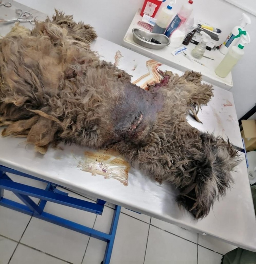 Recibe Policía Ambiental 30 quejas semanales por maltrato animal