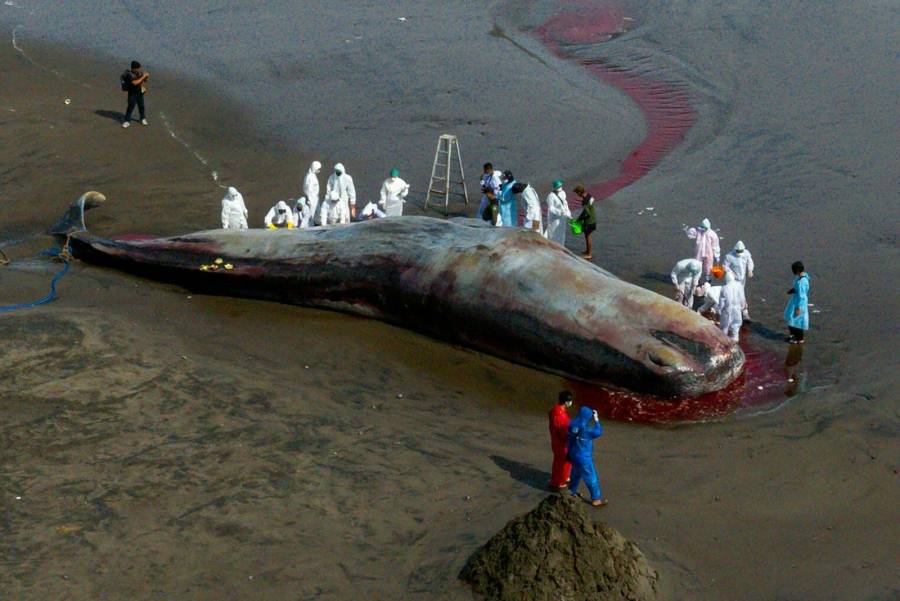 Hallan muerto un tercer cet&aacute;ceo varado en una playa de Bali