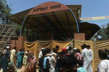 Críticas a un zoológico de Pakistán tras la muerte de una elefanta