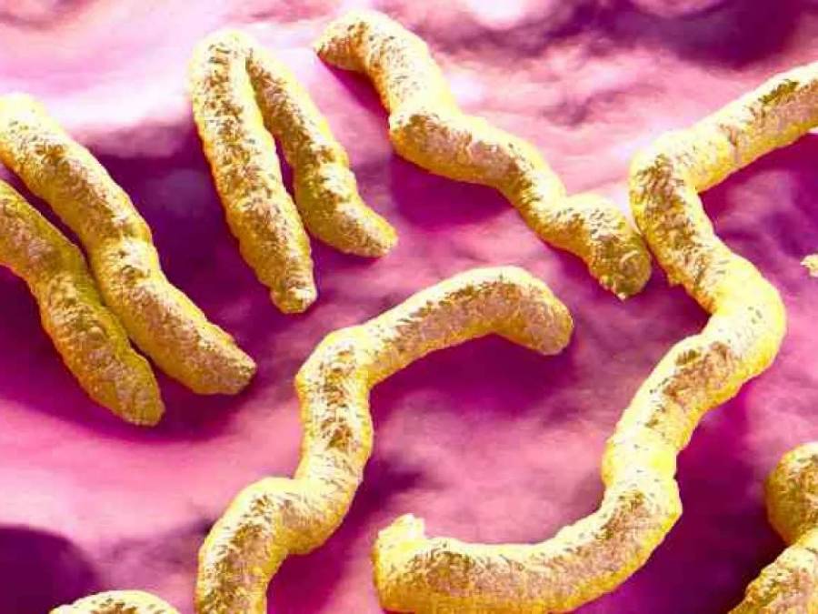 OMS anuncia el fin de epidemia del virus de Marburgo en Guinea Ecuatorial